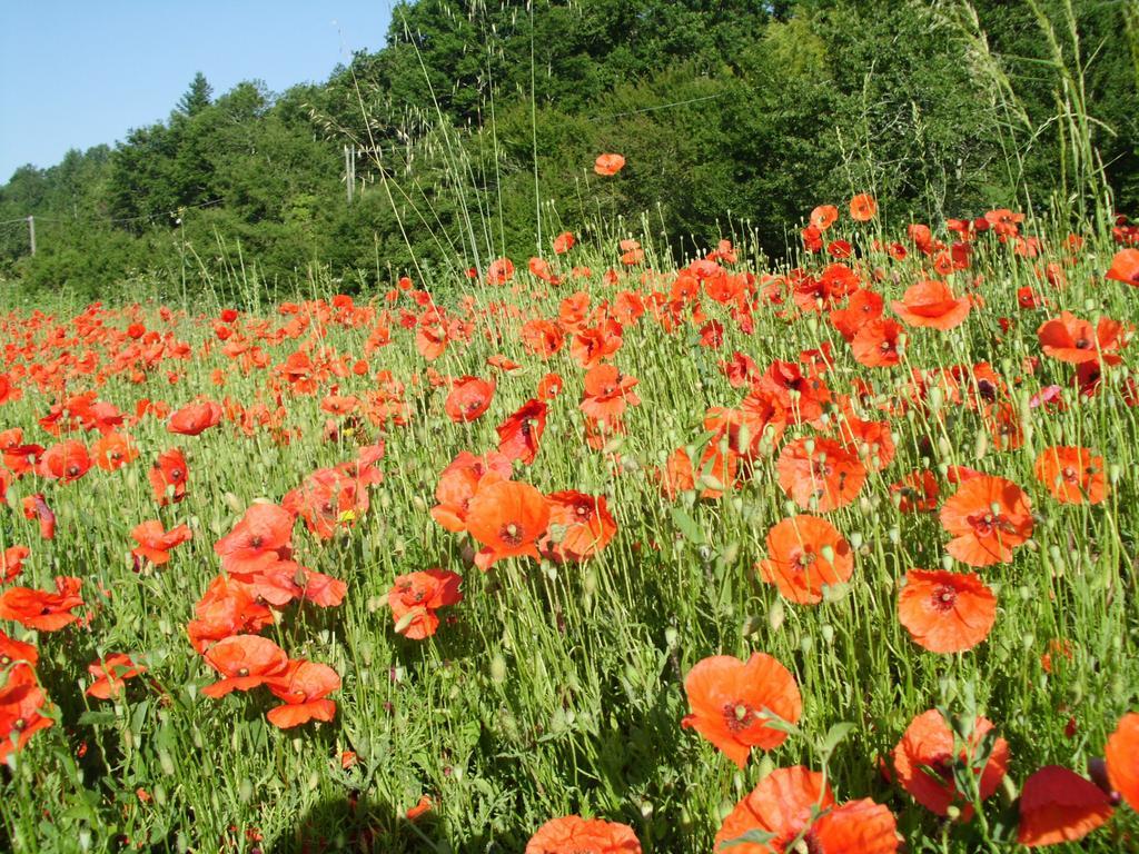 فيلا Agriturismo Ca Rossano Licciana Nardi المظهر الخارجي الصورة